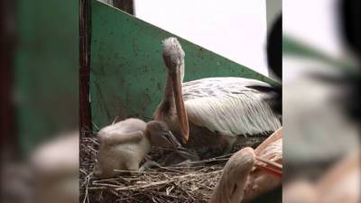 Видео из Сети. В Московском зоопарке появились на свет два птенца пеликана