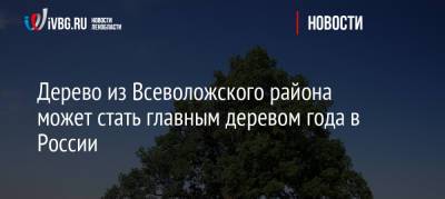 Дерево из Всеволожского района может стать главным деревом года в России