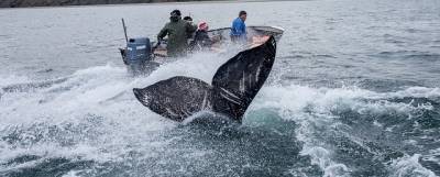 Виктория Абрамченко: В России готовят запрет на добычу китообразных