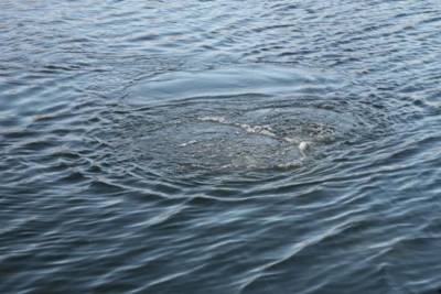 В Брюховецком районе Кубани утонул рыбак