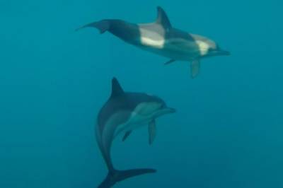 Российское правительство планирует запретить вылов китов и дельфинов