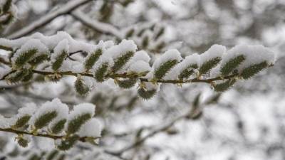 «По самые помидорусы» — весенний снегопад накрыл российские регионы