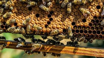 В Ростовской области задержана группа украинцев за контрабанду ульев с пчёлами