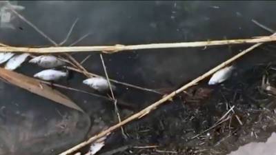 Вести. Не хватило кислорода: пензенский Минлесхоз назвал причины массовой гибели рыбы