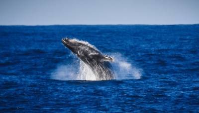 Правительство подготовит запрет вылова китов, дельфинов и морских свиней