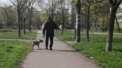 Владелец натравил: на Оболони в Киеве стаффордширский терьер насмерть загрыз маленькую собаку