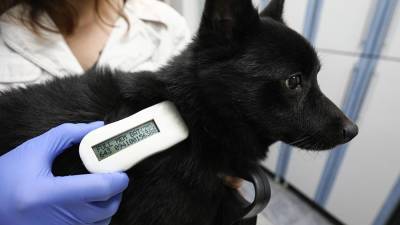 Законопроект о чипировании домашних животных внесли в Госдуму