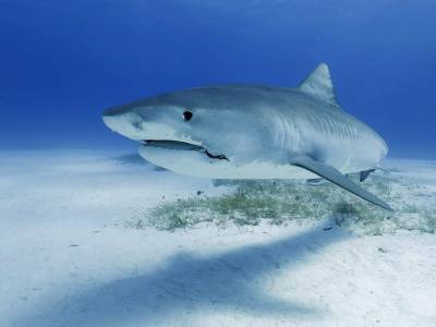 В океанариуме Анапы из-за взбешенного туриста умерла акула