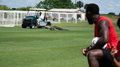 Тренировку клуба MLS прервал проникнувший на поле крокодил