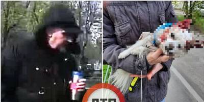 На Оболони в Киеве стаффордшир убил несколько собак, его натравил хозяин - Фото и видео - ТЕЛЕГРАФ