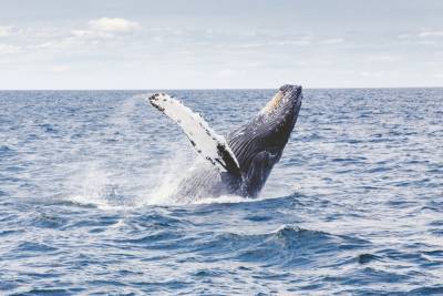 В правительстве одобрили законопроект о запрете промышленной ловли китов