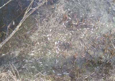 В Старожиловском районе зафиксировали массовую гибель рыбы