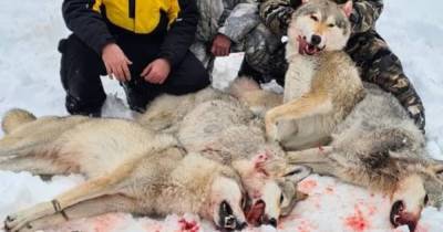 Курганское МВД проверит охоту на волков, в которой участвовал депутат думы Зауралья