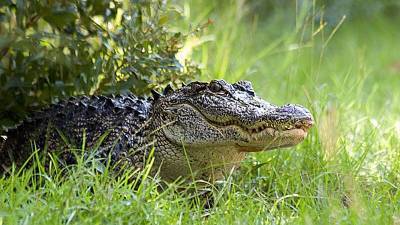 Двухметровый крокодил прервал тренировку клуба "Торонто" в Канаде