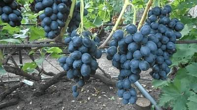 Сорт винограда Ласточка: фото и описание, отзывы, видео