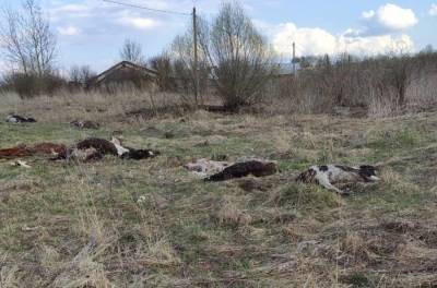 В Калужской области найдены коровьи трупы