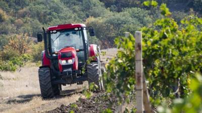 Появятся ли виноградные питомники в Крыму: 100 лет ожидания