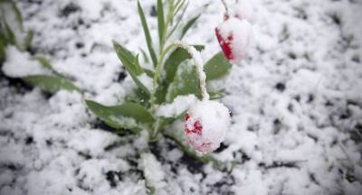 Мокрый снег и дождь ожидаются в Беларуси 27 апреля