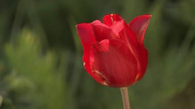 Вести в 20:00. В Ростовской области почти 7 тысяч туристов приехали посмотреть на массовое цветение тюльпанов