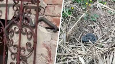 Лезут из всех щелей: в Харькове жилой дом оккупировали змеи
