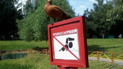 Не пить и не прикасаться: петербуржцев призвали не купаться в водоемах