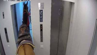 Невиданное зрелище: лошадь прокатилась в лифте тель-авивского небоскреба