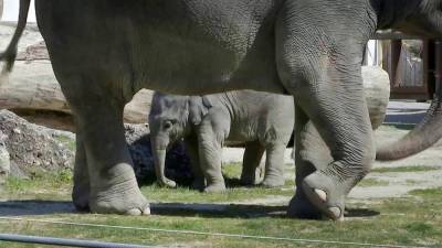 Слоненку Отто из Мюнхенского зоопарка исполнился месяц