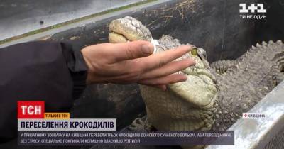 Великое переселение: в зоопарке под Киевом крокодилов, которые были звездами цирка, поселили в новом вольере
