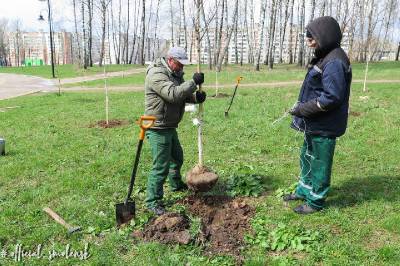 В парке Соловьиная роща в Смоленске высадили березовую аллею
