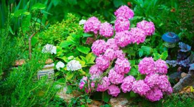 Декоративные кустарники: календарь цветения самых популярных кустарников для вашего сада