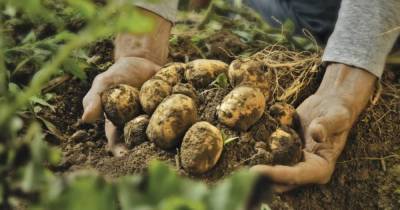 Как уберечь картофель и другие овощи от прожорливого проволочника и сохранить урожай