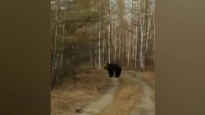 Под Хабаровском местные жители встретили у трассы медведя