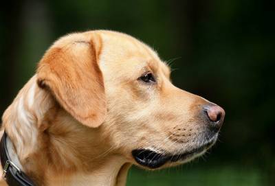 Диспансеризация дважды в год: как ветеринары следят за собаками-поводырями в Москве