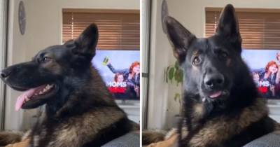 Служивший в полиции пес заподозрил хозяина в неладном и рассмешил Сеть