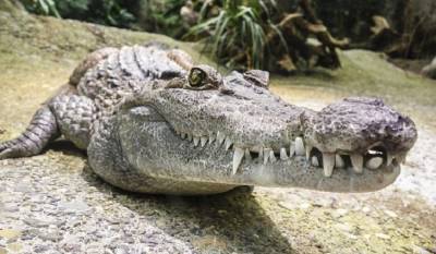 Вместо заказанной в интернет-магазине рыбки ребёнок получил крокодила