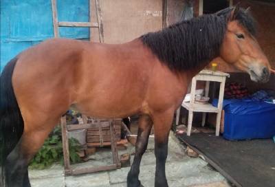 Фото: неизвестные украли коня в деревне Заневка