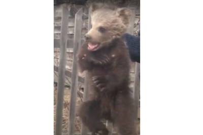 В Башкирии маленький медвежонок вышел к людям за помощью