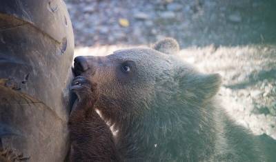 «Мать убили браконьеры». В Башкирии обессиленный медвежонок вышел к людям