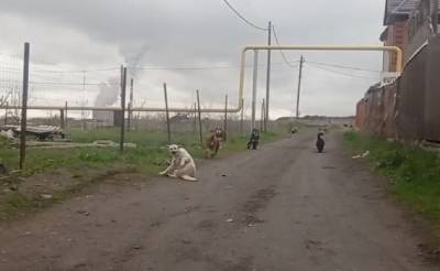 Стая бродячих собак держит в стразе жителей Левенцовки