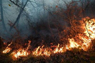 В Москве создана группировка для борьбы с природными пожарами