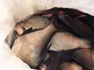 Астраханского рыбака оштрафовали за тысячу лещей
