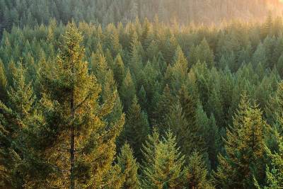 С миру по лесу: как леса исчезают с нашей планеты