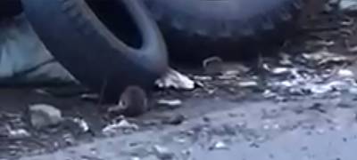 Крысы кидаются под ноги детям в Петрозаводске (ВИДЕО)