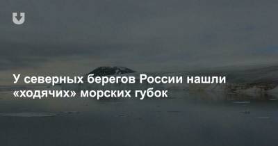 У северных берегов России нашли «ходячих» морских губок