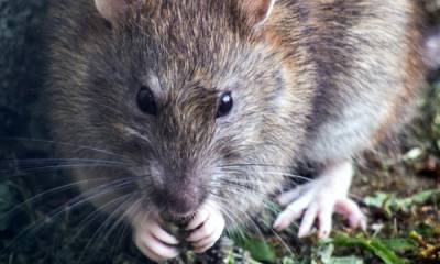 «Дети на переменах ловят крыс». Петрозаводчане жалуются на нашествие грызунов
