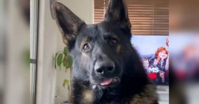 Реакція колишнього поліцейського собаки на слово «кокаїн» стала вірусною в мережі