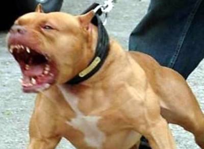 В Киеве бойцовская собака загрызла несколько собак: очевидцы в шоке, хозяин пса спокоен “как удав”