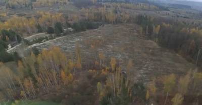 Чиновники занимались незаконной рубкой леса на Киевщине