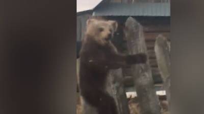 Мать убили браконьеры: обессиленный медвежонок вышел к людям