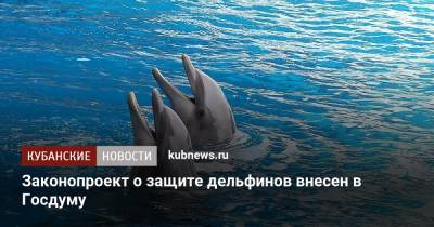 Законопроект о защите дельфинов внесен в Госдуму